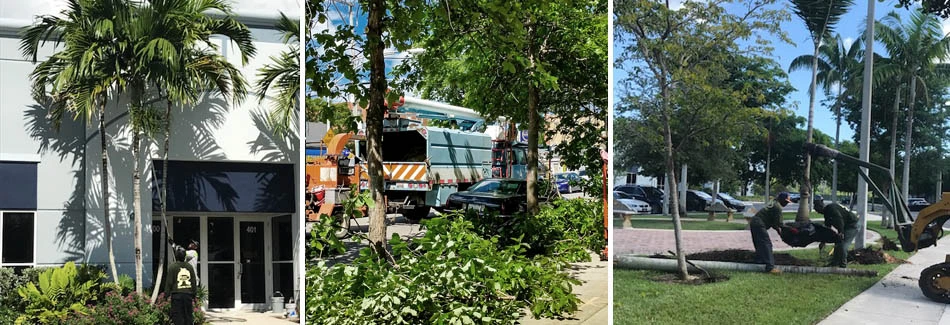 Series of large tree trimming and planting at commercial properties in the Davie, FL area.