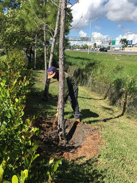 Maintaining landscaping for local business in Sunrise, FL.