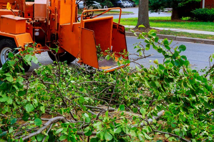 Large tree removal at parking lot in Davie, FL.