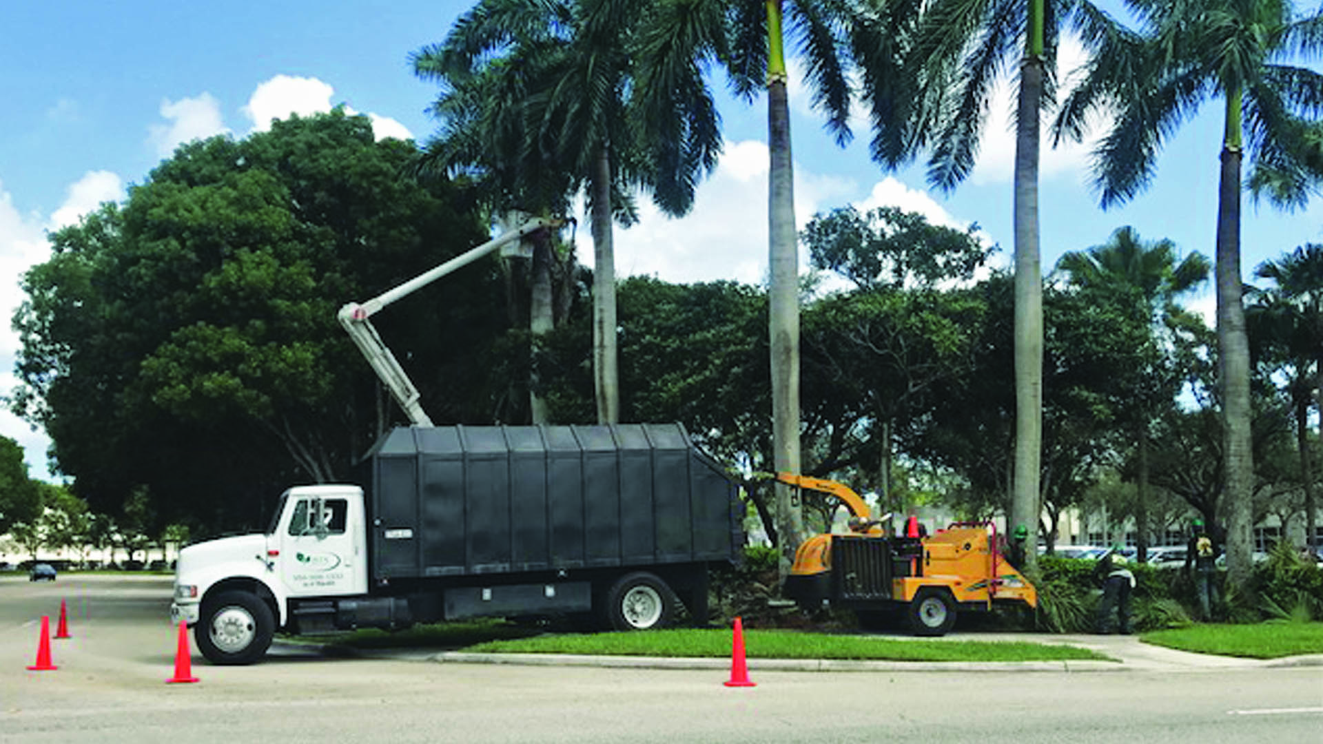 BTS Land Services Corp trimming large palm trees at parking lot in Davie, FL.